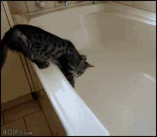 [تصویر:  360638_cat-enters-bathtub.gif]
