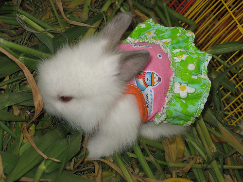 [تصویر:  373705_cute-bunny-in-dress.jpg]